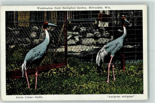 Milwaukee Saruskranich Washington Park Zoological Garden