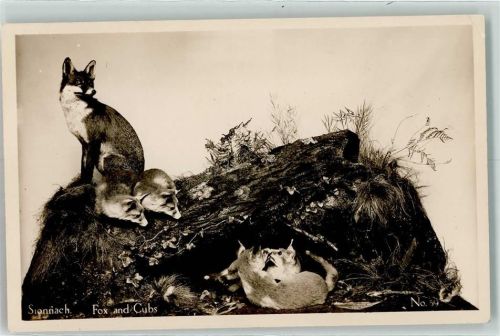 Fox and Cubs Sionnach No. 39