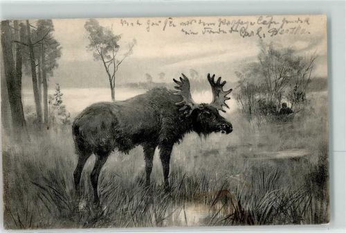 1902 Elch Jäger lauert im Gebüsch AK