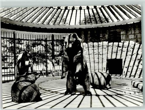 Bad Kösen 1975 Braunbären im Gehege Zoo - Verlag Bild und Heimat