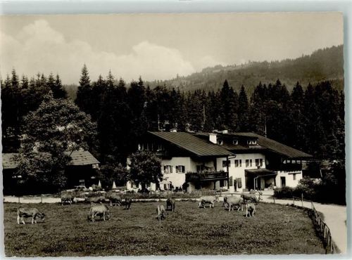 Elmau Gasthaus Alpengut Kühe