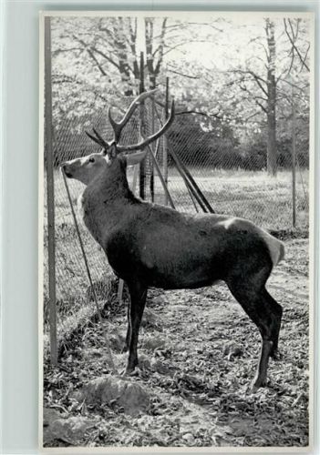 Hirsch im Gehege