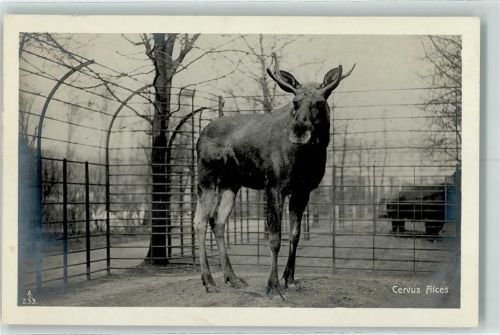 Elch Cervus Alces