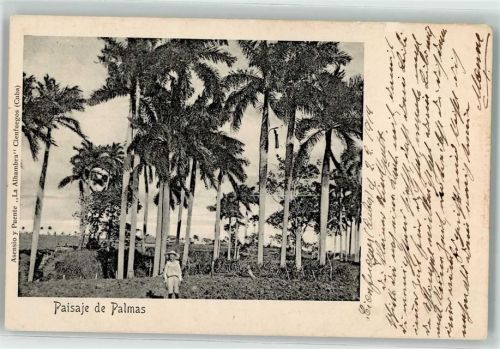 Cienfuegos 1914 Paisaje de Palmas Ort handschriftlich