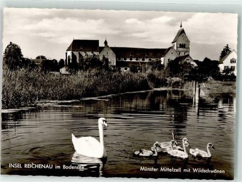 Reichenau Münster Mittelzell Wildschwäne