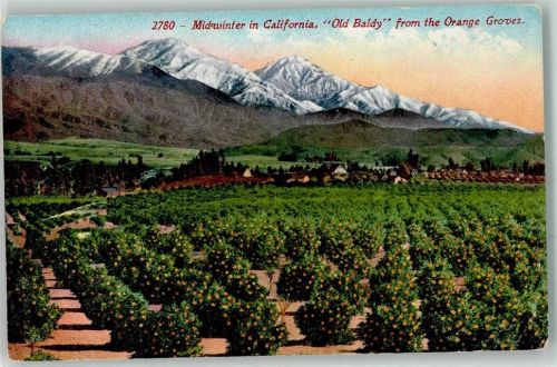 Orangen Plantage Old Baldy Californien