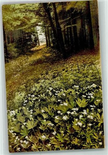 Arzneipflanzen VII.Folge Waldmeister Meier Kraut