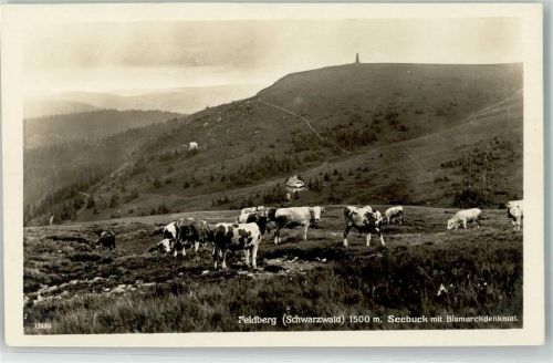 Feldberg Rinderweide Seebruck Bismarckdenkmal