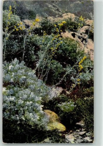 Artemisia nitida Photochromie Nenke und Ostermeier Serie 560 Nr.1345