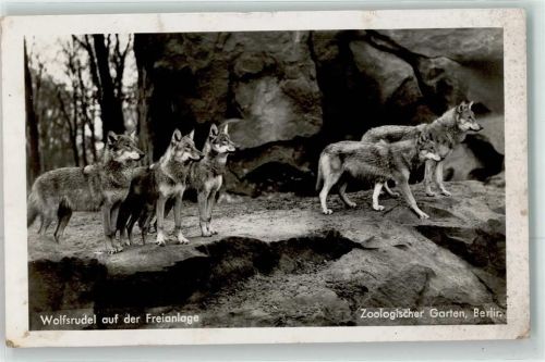 Tiergarten WK II Wolfsrudel Freianlage