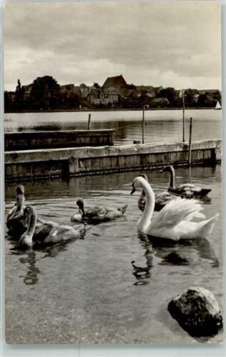 Prenzlau Am unteren Uckersee Schwäne