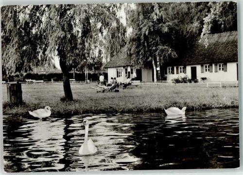 Sternberg Am Freibad Schwäne