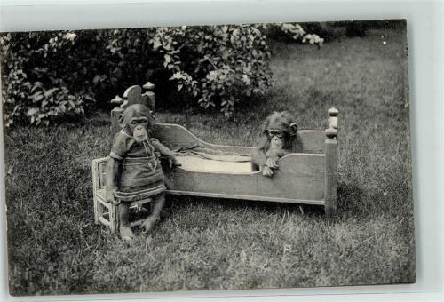 Stellingen Chimpansen Lilli und Marie vermenschlicht - Knackstedt & Näther Nr. 48
