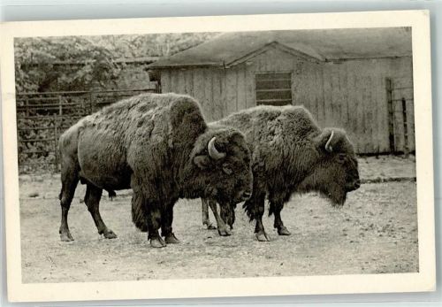 Wien Bison Schönbrunn