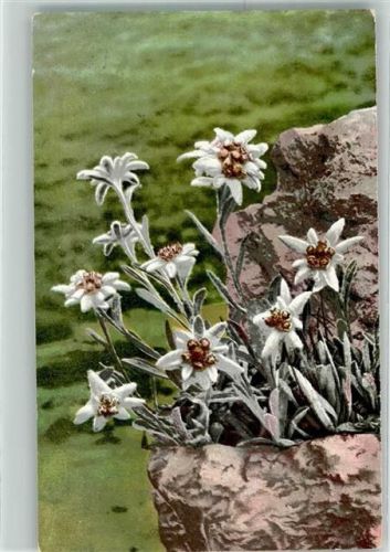 1920 Photochromie Nenke und Ostermaier Nr.395