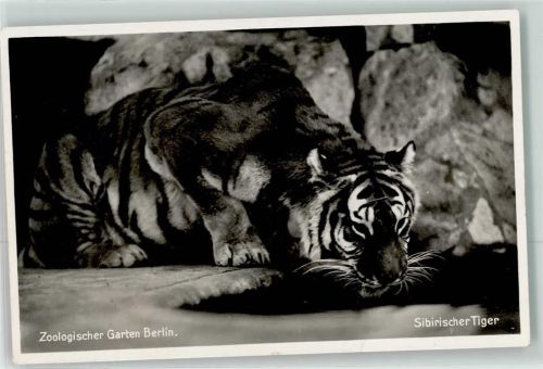 Tiergarten Sibirischer Tiger