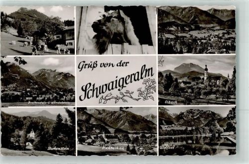 Schwaigeralm Rinder Ziege Elbach Fischbachau Birkenstein Wolfsee Breitenstein Wendelstein