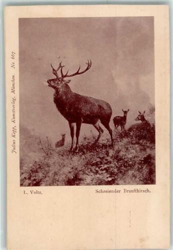 sign.Voltz L. Schreiender Brunfthirsch Rehe Verlag Kopp Nr.667