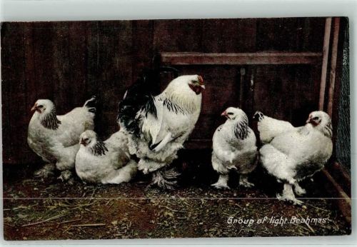 Gruppe Light Brahmas