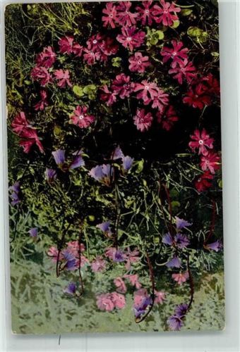 Primula minima Soldanella pusilla Photochromie Nenke und Ostermeier Serie I Nr.496