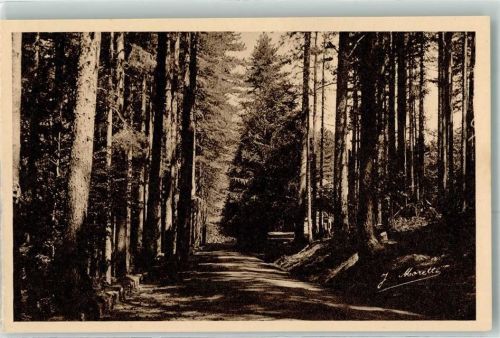 Vizzavona Foret Wald