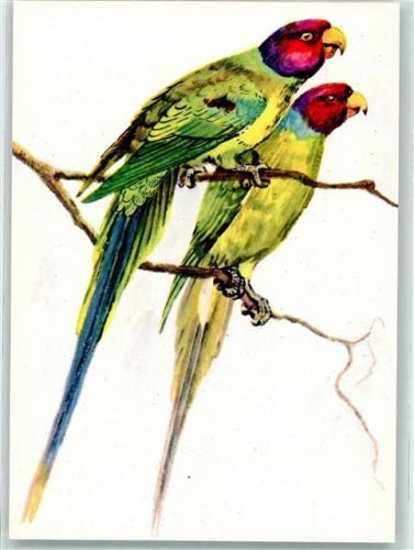 Rosenkopfpapagei Palseornis rosa proj. graf. Alojzy Balcerzak