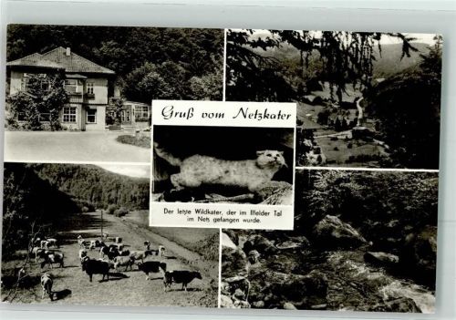 Ilfeld Netzkater Wildkatze Rinderweide Bergbach