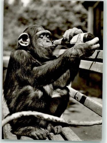 Landau Städtischer Tierpark Schimpanse Moritz beim Frühschoppen Affe Flasche Gartenstadt