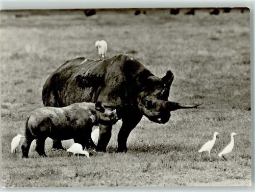 Spitzmaulnashornmutter mit Kalb Foto Schulz
