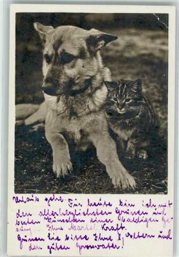 Katze Foto AK