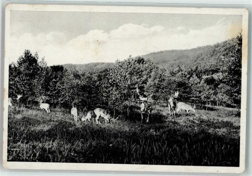 Bad Honnef 1938 Rehwild im Wildpark