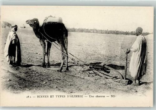 Alger Tracht Kamel Feldarbeit