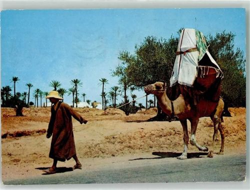 Djerba La Johfa Insel Volkstyp Kamel Palmen
