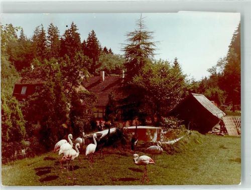 Laubach Foto Original aus Archiv eines Ansichtskartenverlags Märchen Zoo Flamingo Ort handschriftlich