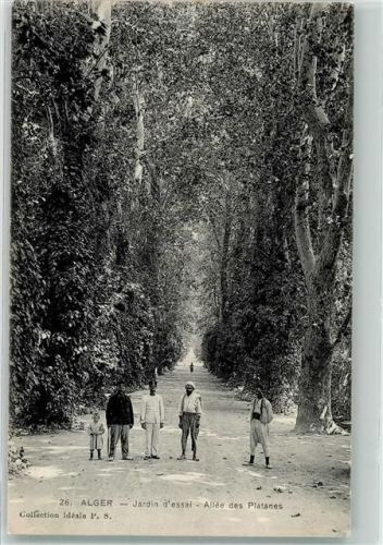Alger Allee des Platanes