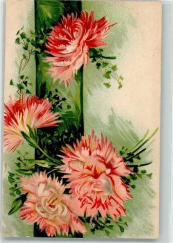 1908 Rosafarbene Nelkenblüten Lithographie