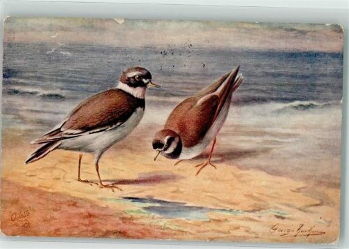 1914 sign. Rankin George Oilette Game Birds Series I. No. 8781