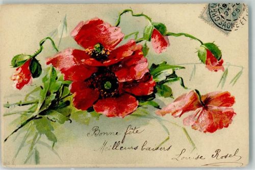 1905 Mohnblume