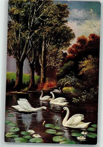 Teich Seerosen