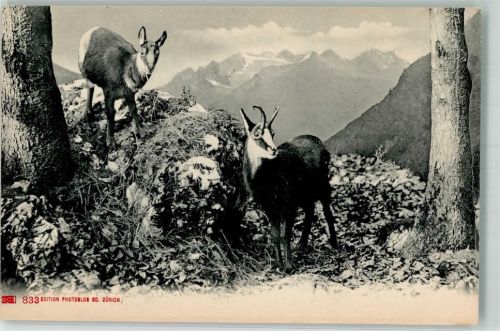 Zwei Gämsen im Hochgebirge Edition Photoglob 833 Gams