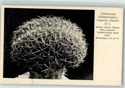 Echinocactus crispatus cristatus D.C. Otto Stoye Pflanzenkarten Verlag Nr. 337/XXXIV