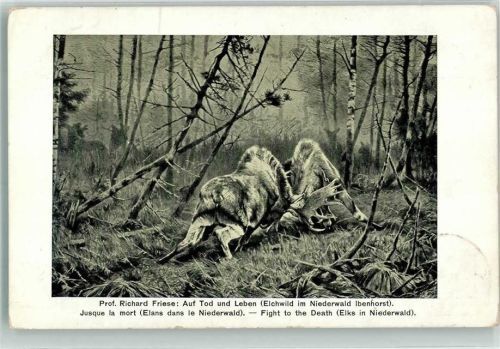 Ibenhorst 1920 sign. Friese, Richard Auf Leben und Tod Kämpfende Elche im Niederwald Ibenhorst