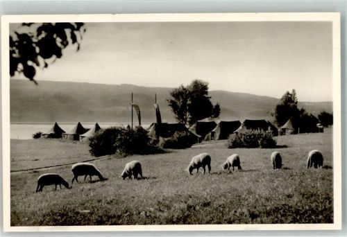 Horn Zeltlager Arbeiterwohlfahrt Schafherde Original aus Archiv eines Ansichtskartenverlags