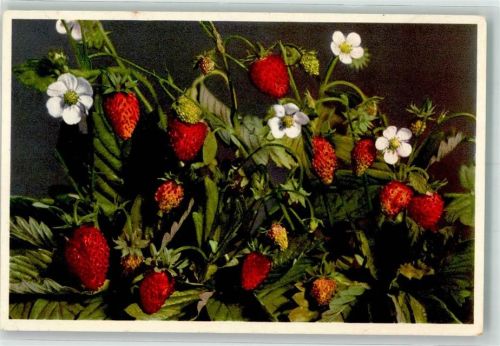 Walderdbeeren Fragaria vesca