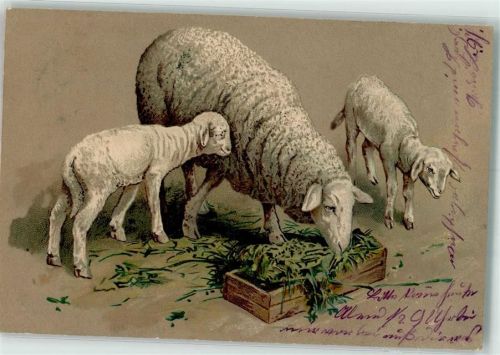 1905 Lämmer