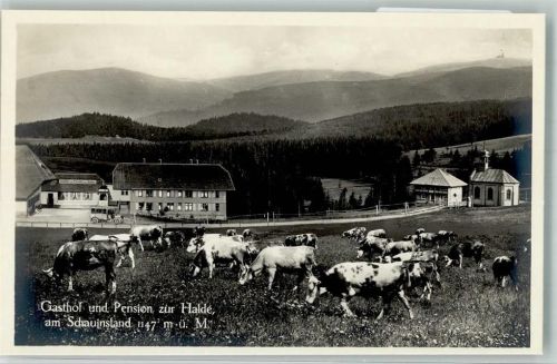 Oberried Weidende Rinder vor dem Gasthaus Hotel zur Halde