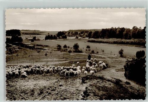 Steyerberg Schafherde auf der Heide bei Hof Dunk
