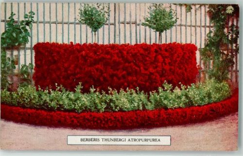 Rote Heckenberberitze