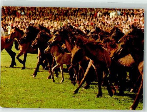 Dülmen Wildpferde im Merfelder Bruch Fotograf Karlheinz Oster