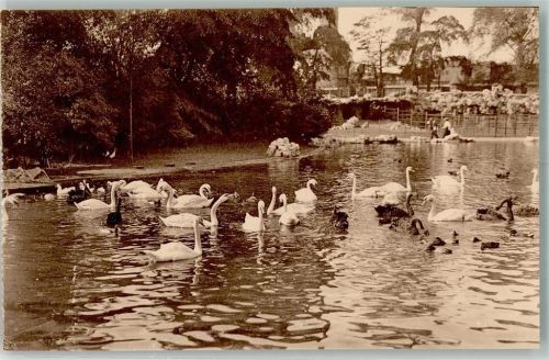 Antwerpen Schwäne auf den großen Teich